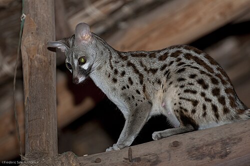 small-spotted genet